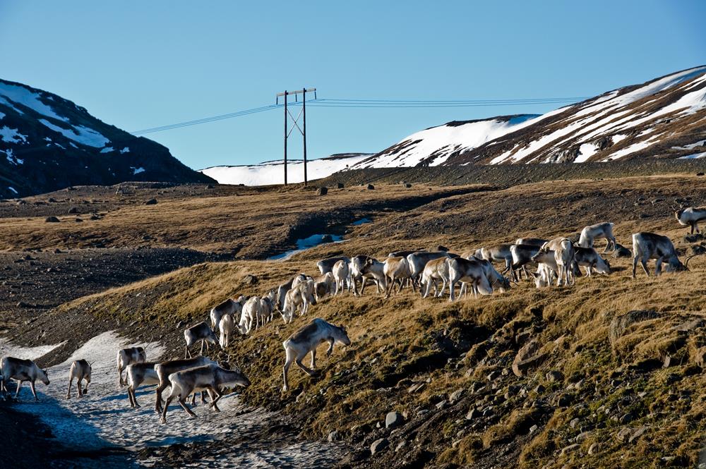 Framkvæmd